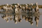 JDG Camargue 3 Frankrijk Provence Ardeche vakantiehuis paarden cheval water kust strand.jpg