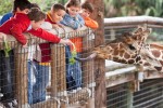Zoo 8a Arcachon bassin teste buch giraffe Frankrijk dierentuin vakantie Bordeaux Gironde luxe villa