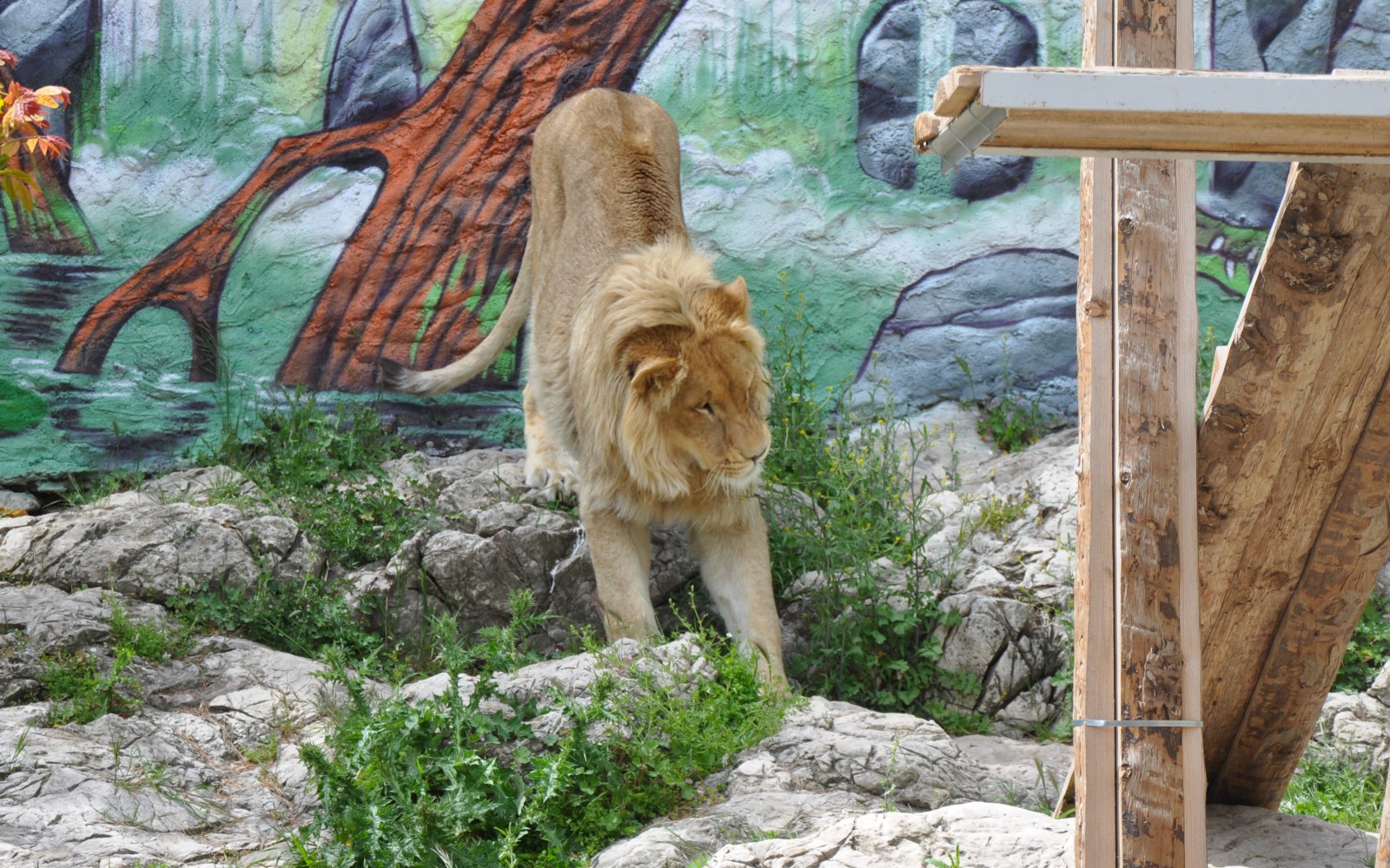 Zoo Fauverie on Mont Faron in