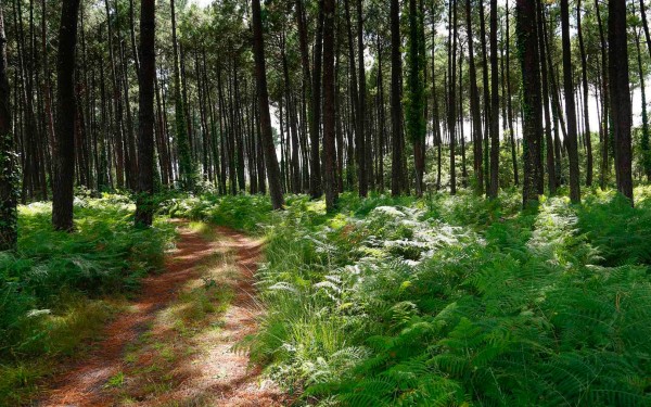Landes 4 parc naturel Gascognes Frankrijk vakantie regio luxe villa toerisme bos wandelen fietsen.jp