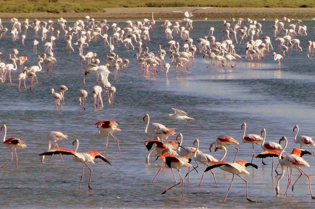 What To Do In The Camargue Francecomfort Holiday Parks