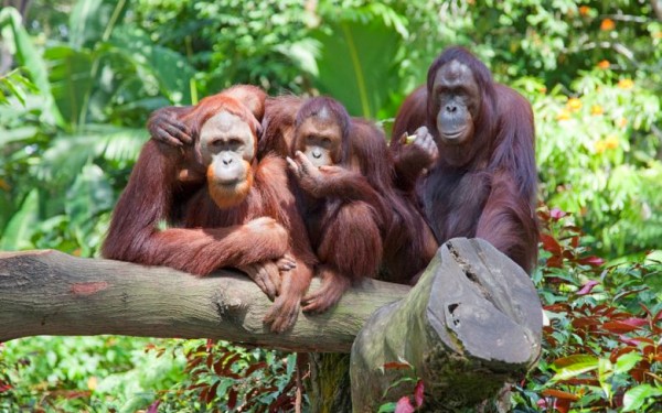 Zoo 5 Arcachon bassin teste buch aap Frankrijk dierentuin vakantie Bordeaux Gironde luxe villa anima