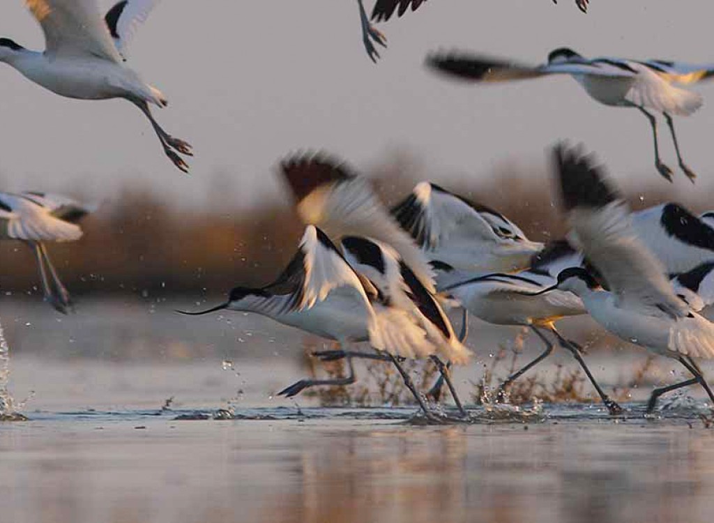 Dierenpark 11 Poitou-Charentes vogels Marais Poitevin vakantie Les Forges Frankrijk.jpg