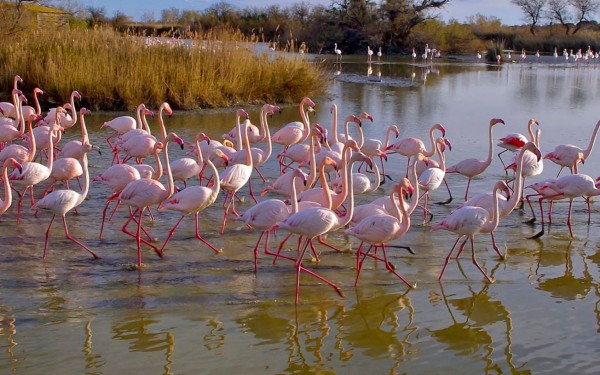 Camargue 2 Frankrijk vakantie flamingo paard Arles Rhone Provence.jpg