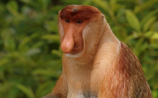 Apen Rocamadour 6 Frankrijk Dordogne villapark vakantie gezin jeugd kinderen senioren dieren holiday