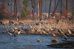 Landes 8 parc naturel Gascognes Frankrijk vakantie regio luxe villa toerisme bos wandelen fietsen.jp