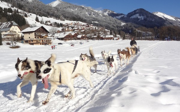 Hondenslee 1 chiens de traineux Frankrijk Alpen Portes du Soleil Abondance Odyssee Mont Blanc.jpg