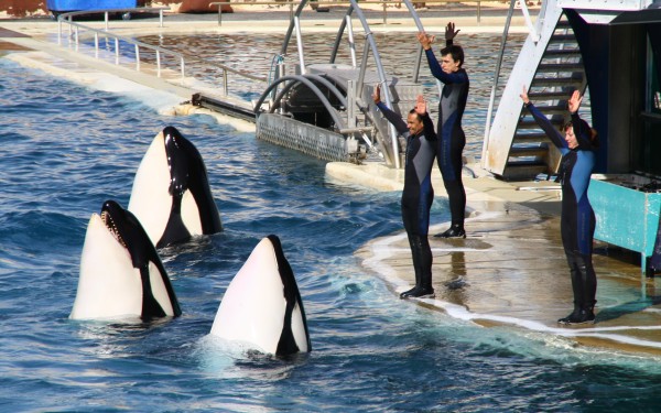 Marineland 14 Villa's du Verdon Frankrijk Provence Antibus vakantiehuis cannes nice gezin.jpg