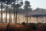 Landes 5 parc naturel Gascognes Frankrijk vakantie regio luxe villa toerisme bos wandelen fietsen.jp