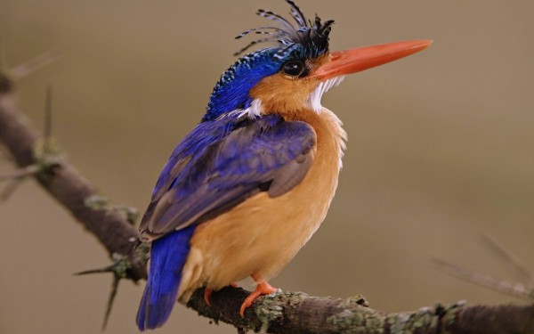 Menigoute 3 vogel festival oiseaux Frankrijk bois senis les forges jeugd vakantiepark ornithologie s