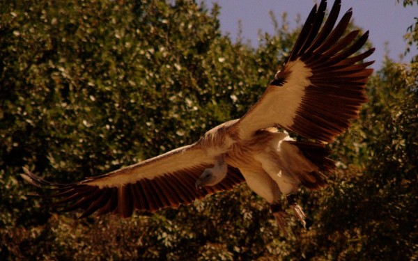 Rocher des aigles 7 Frankrijk Dordogne vakantieland holidayresort Sarlat Bergerac airport.jpg