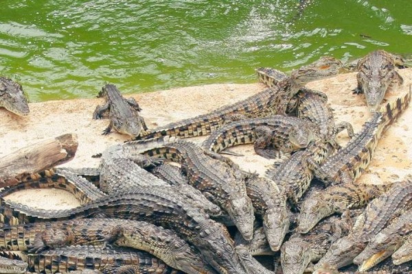 Crocodiles 18 planete Frankrijk vakantie civaux poitou charentes forges reptielen.jpg