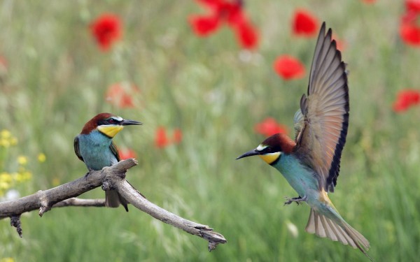 Menigoute 8 vogel festival oiseaux Frankrijk bois senis les forges jeugd vakantiepark ornithologie k
