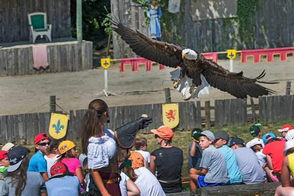 Roofvogels 12 lac leman meer geneve sciez show winter morzine adelaar valk.jpg