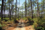 Landes 1 parc naturel Gascognes Frankrijk vakantie regio luxe villa toerisme bos wandelen fietsen.jp