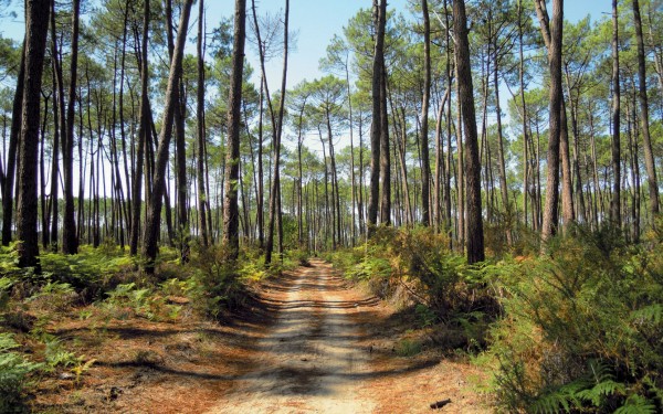 Landes 1 parc naturel Gascognes Frankrijk vakantie regio luxe villa toerisme bos wandelen fietsen.jp