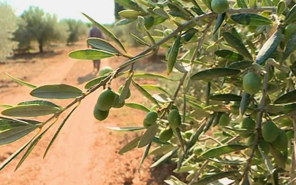 Olijven 4 Frankrijk Provence Languedoc olijfolie persen markt vakantie Middellandse zee.jpg