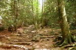 JDG St. Baume 7 Frankrijk Provence Massif Maximin Maria Magdalena wandeling bos berg klimmen vakanti