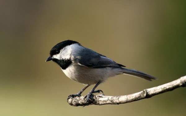 Menigoute 6 vogel festival oiseaux Frankrijk bois senis les forges jeugd vakantiepark ornithologie g