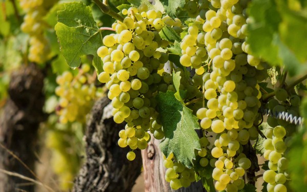 Abbaye 11 Abdij Hilaire Limoux blanquette brut wijn vignoble vakantie villa Frankrijk carcassonne qu