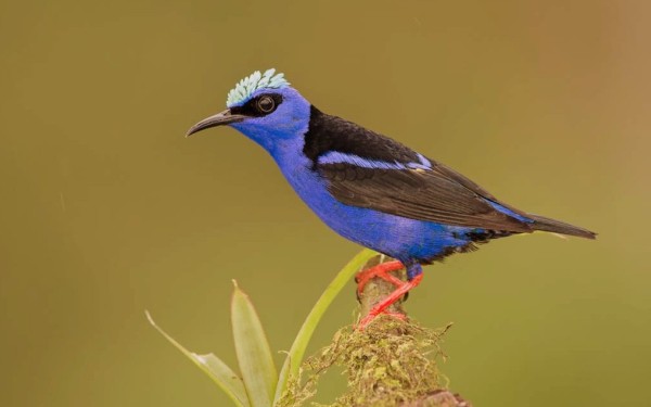 Menigoute 4 vogel festival oiseaux Frankrijk bois senis les forges jeugd gezin wifi vakantiepark orn