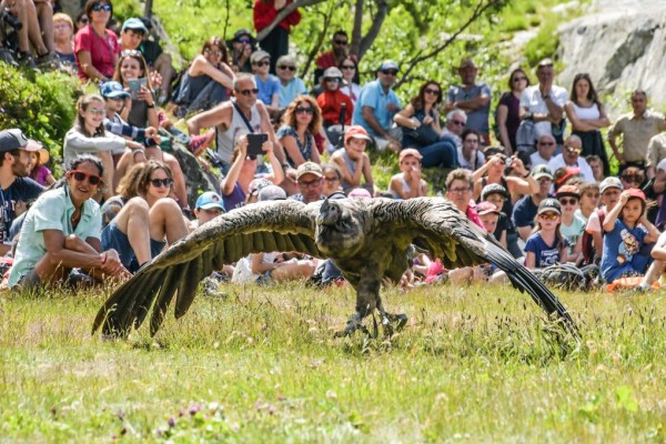 Roofvogels 1 lac leman meer geneve sciez show winter morzine adelaar valk.jpg