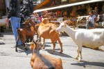 Lindarets 21 Portes du soleil vakantie bij Avoriaz en Morzine geitendorp village des chevres.jpg