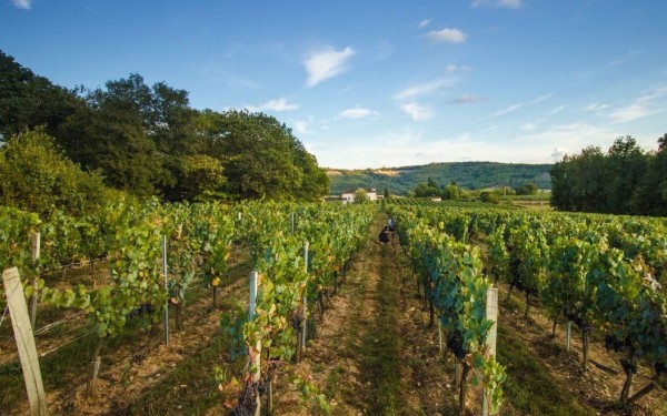 Vignoble 6 chateau vin Cahors Frankrijk vakantiepark Latuc Laur degustation vakantiehuis.jpg