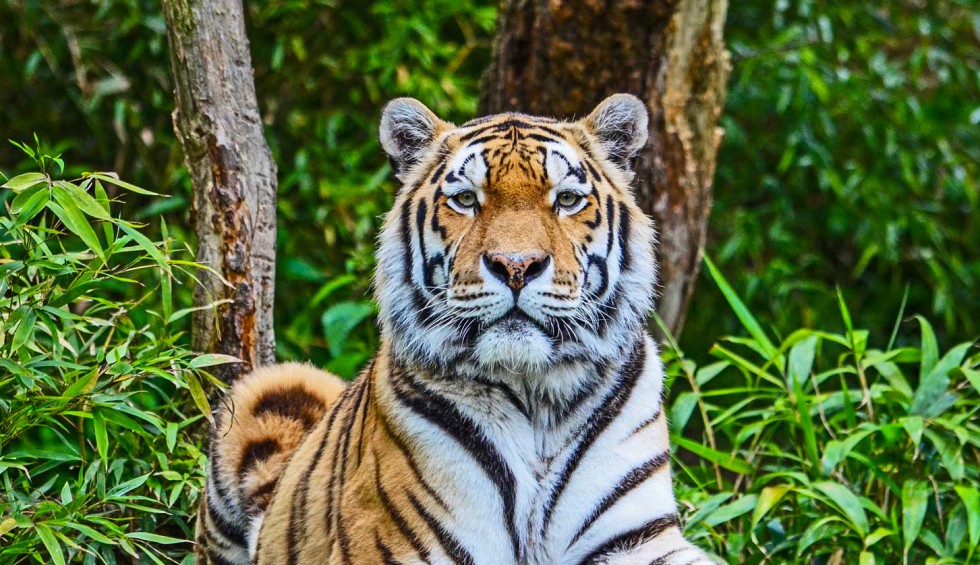 Dierenpark 1 Poitou-Charentes vakantie Les Forges Frankrijk gezin met kinderen.jpg