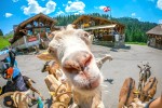 Lindarets 11 Portes du soleil vakantie bij Avoriaz en Morzine geitendorp village des chevres.jpg