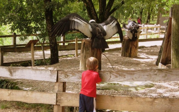 Rocher des aigles 8 Frankrijk Rocamadour roofvogelshow vakantiepark luxe villa zwembad.jpg