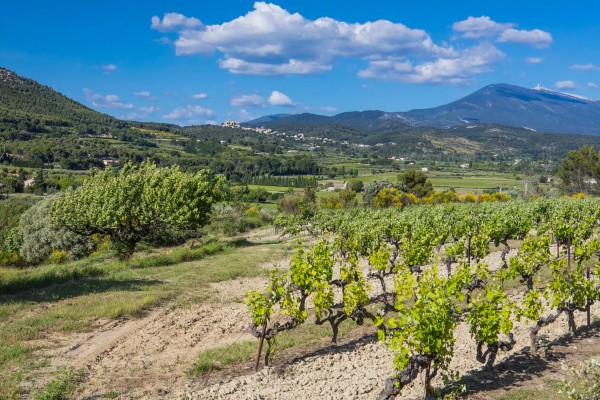 Regionale producten 14 Provence Frankrijk Cote d Azur wijngaard vakantie luxe villa.jpg