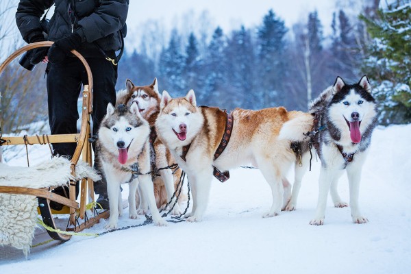 Hondenslee 8 chiens de traineux Frankrijk Alpen Portes du Soleil Abondance Odyssee Mont Blanc.jpg