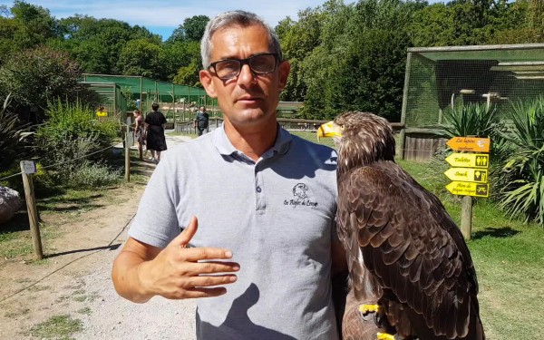 Roofvogels 7 lac leman meer geneve sciez show winter morzine adelaar valk.jpg