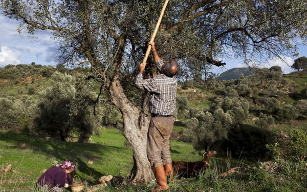 Olijven 10 Frankrijk Provence Languedoc olijfolie persen markt vakantie Middellandse zee.jpg