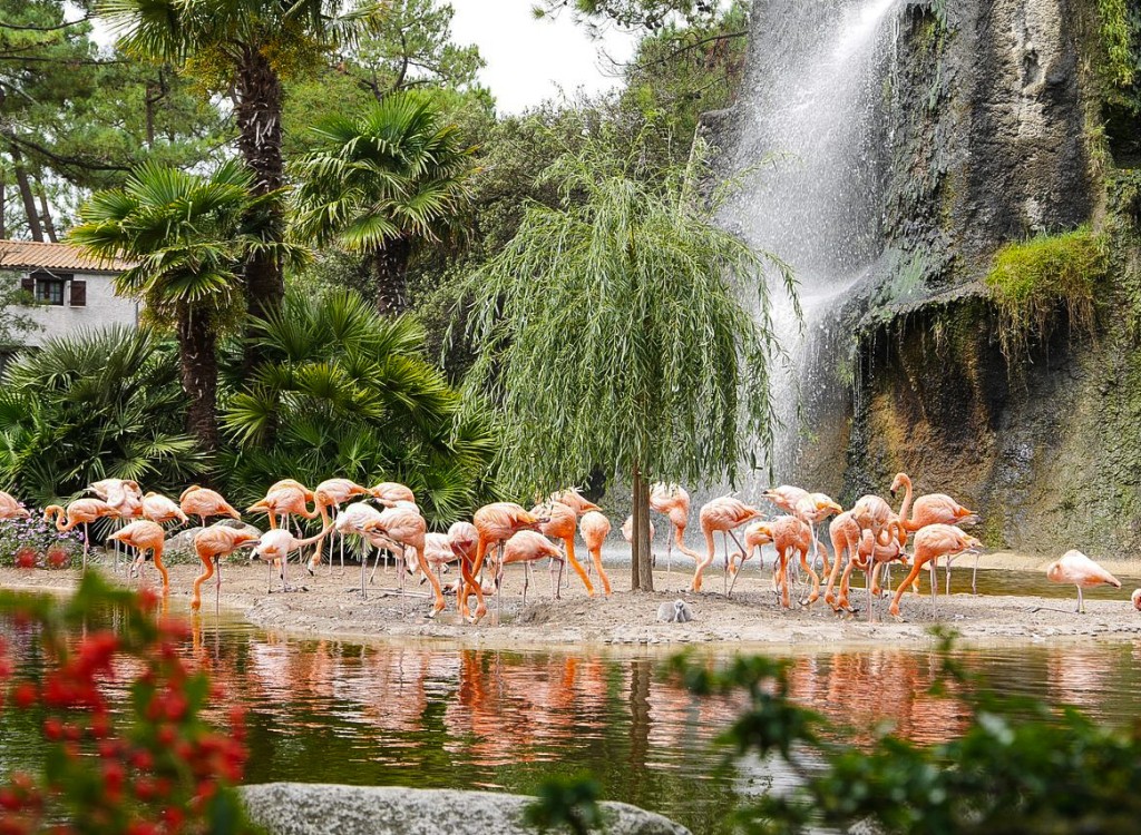 Dierenpark 2 Poitou-Charentes flamingo vakantie Les Forges Frankrijk gezin met kinderen.jpg