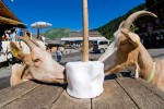 Lindarets 15 Portes du soleil vakantie bij Avoriaz en Morzine geitendorp village des chevres.jpg