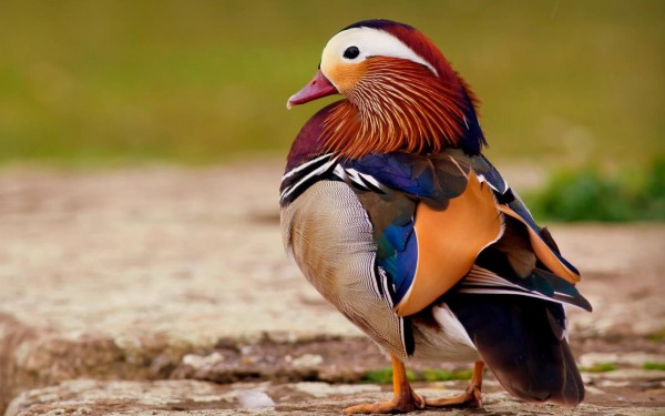 Menigoute 2 vogel festival oiseaux Frankrijk bois senis wifi les forges jeugd vakantiepark ornitholo