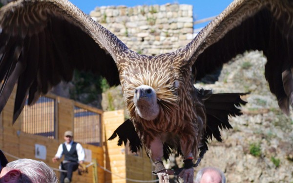 Roofvogels 14 lac leman meer geneve sciez show winter morzine adelaar valk.jpg