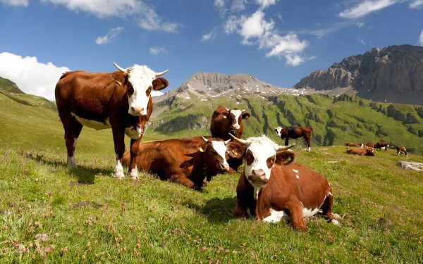Fromage 2 Abondance kaas ferme boerderij vakantie Portes du Soleil Savoie FranceComfort.jpg