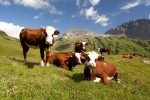 Fromage 2 Abondance kaas ferme boerderij vakantie Portes du Soleil Savoie FranceComfort.jpg