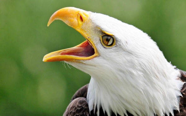Roofvogels 2 lac leman meer geneve sciez show winter morzine adelaar valk.jpg