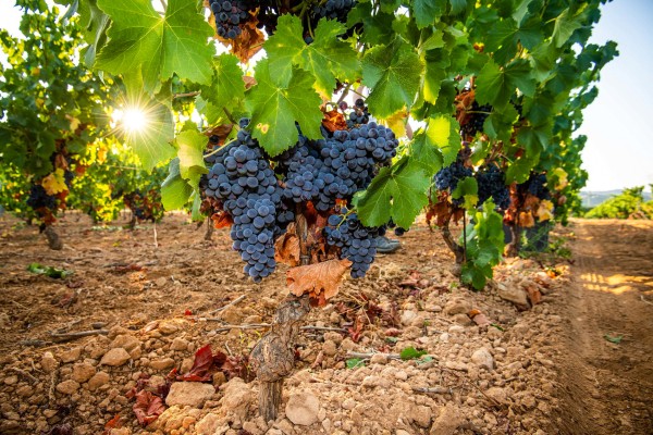 Cassis Provence 7  wijngaard Bandol vakantie Frankrijk luxe villa strand Middellandse Zee.jpg