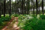 Landes 4 parc naturel Gascognes Frankrijk vakantie regio luxe villa toerisme bos wandelen fietsen.jp