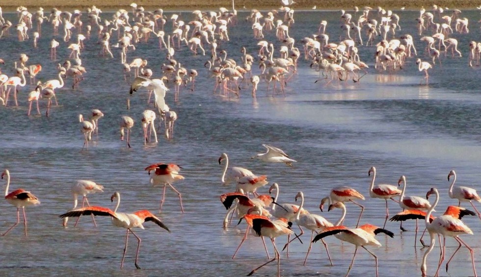 JDG Camargue 8 Frankrijk Provence Ardeche vakantiehuis zwembad flamingo roze.jpg