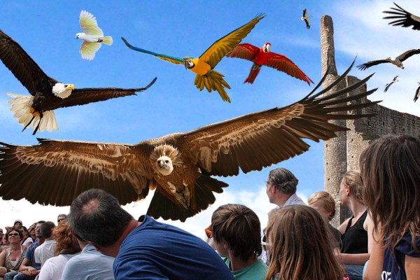 Geants du ciel 27 roofvogels chauvigny Poitiers Frankrijk chateau vakantie show gezin.jpg