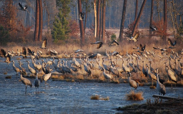 Landes 8 parc naturel Gascognes Frankrijk vakantie regio luxe villa toerisme bos wandelen fietsen.jp