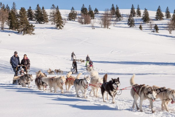 Hondenslee 6 chiens de traineux Frankrijk Alpen Portes du Soleil Abondance Odyssee Mont Blanc.jpg