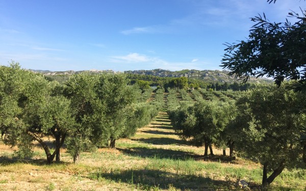 Olijven 3 Frankrijk Provence Languedoc olijfolie persen markt vakantie Middellandse zee.jpg