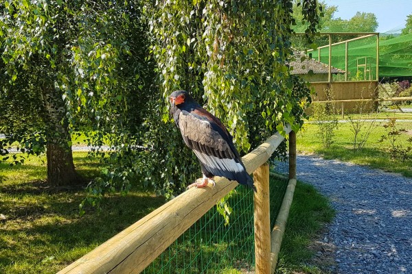 Roofvogels 5 lac leman meer geneve sciez show winter morzine adelaar valk.jpg